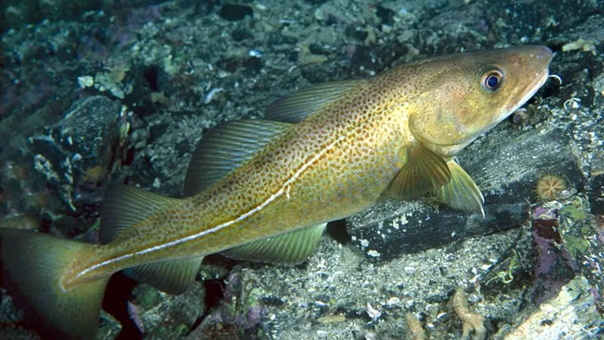 Varför ska man inte äta fisk från östersjön?