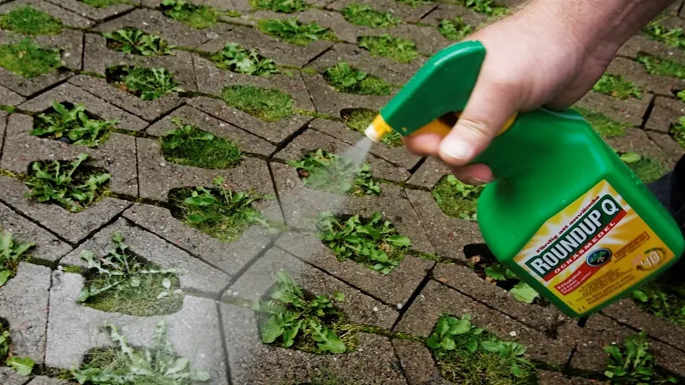 Är det säkert att använda glyfosat?