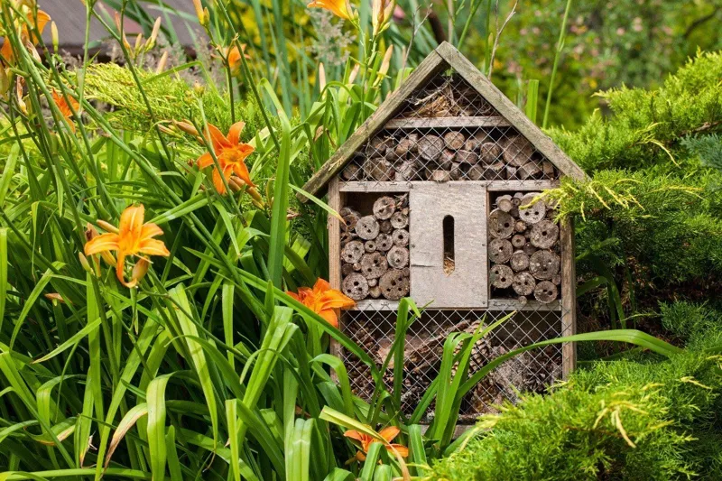 Pollinatörer – trädgårdens viktigaste gäster